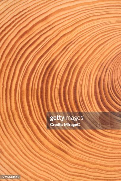 tree ring - radial symmetry stock pictures, royalty-free photos & images