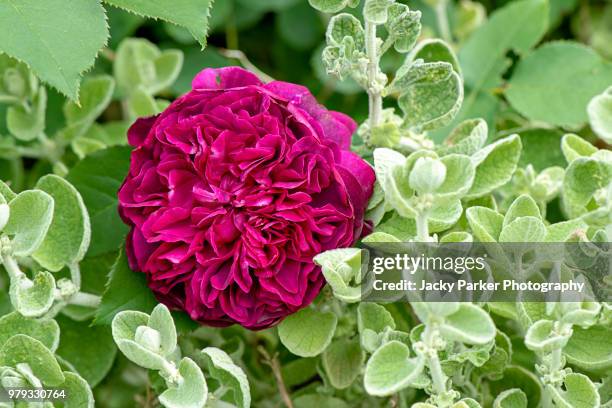 close-up image of the english shrub, crimson rose - rosa falstaff - lymington stock pictures, royalty-free photos & images