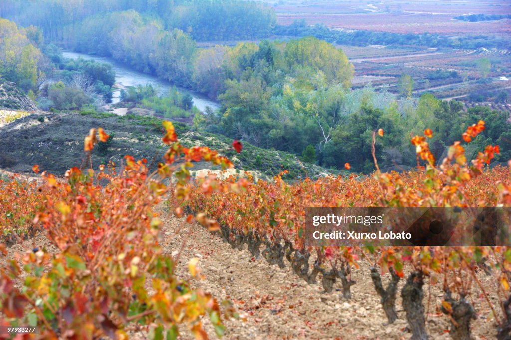 Rioja vineyards