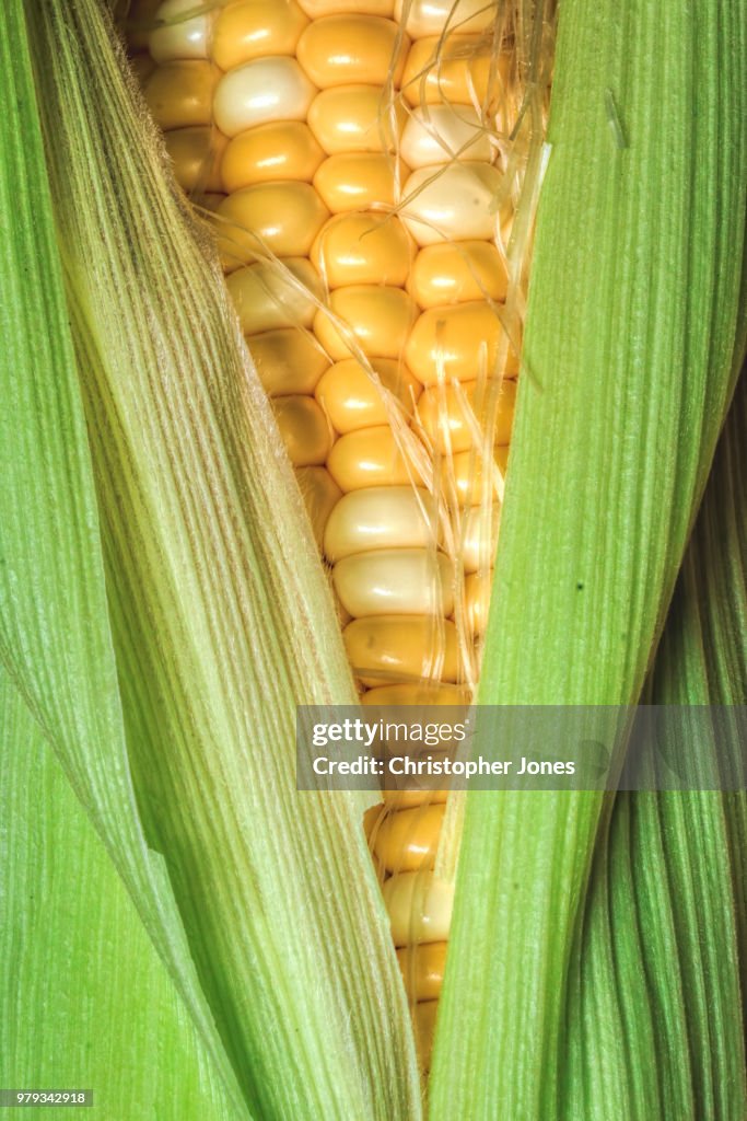 Sweet Corn
