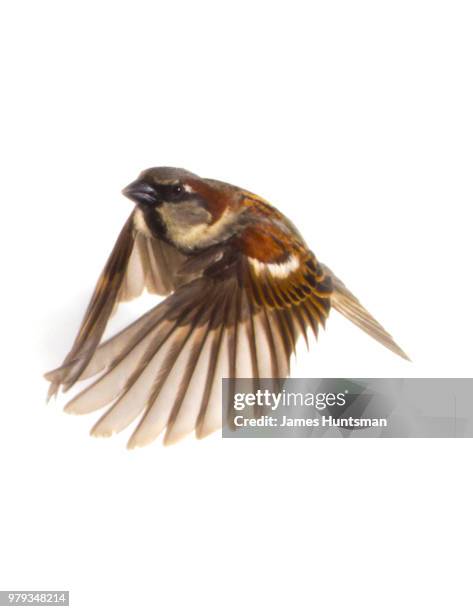 male house sparrow in flight 2 - songbird flying stock pictures, royalty-free photos & images