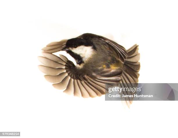 black capped chickadee - kohlmeise stock-fotos und bilder