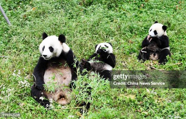 Giant panda mother Haizi and its twin cubs play at the Dujiangyan Base of China Conservation and Research Center for Giant Pandas on June 19, 2018 in...