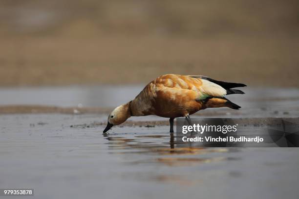 ruddy shelduck (tadorna ferruginea) drinking water in chambal river, uttar pradesh, india - ruddy shelduck stockfoto's en -beelden