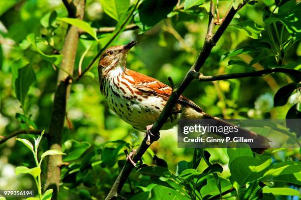 the alarmist - thrasher stock pictures, royalty-free photos & images