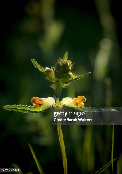 Nh Yellow Rattle 90 Yellow Rattle Plant Stock Photos, High-Res Pictures, and Images ...