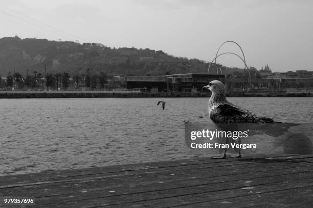 gaviota contemplando - gaivota stock pictures, royalty-free photos & images