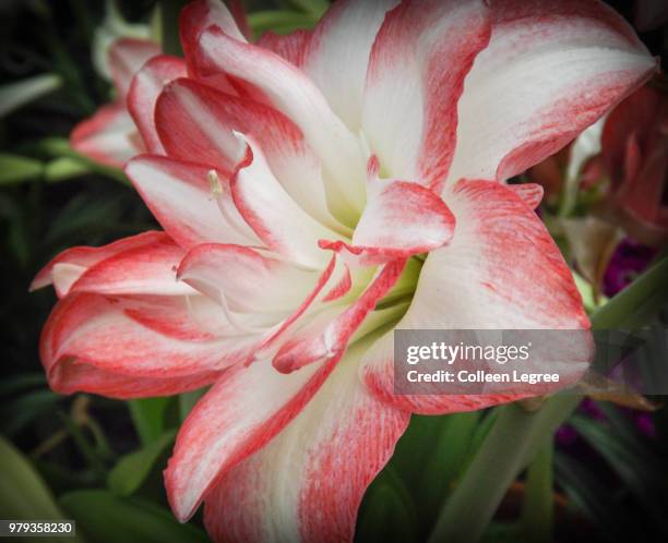 bittersweet whip - bittersweet stock pictures, royalty-free photos & images