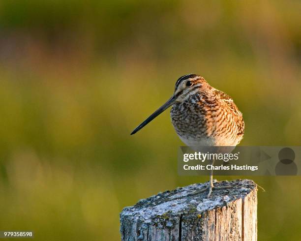 Wilsons Snipe High-Res Stock Photo