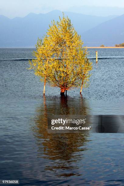 yellow tree - sarnico stock pictures, royalty-free photos & images