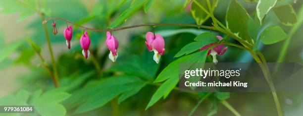 bridge of hearts. - king of hearts stock pictures, royalty-free photos & images