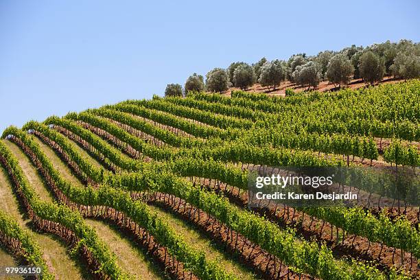 vineyards and olive trees, south africa - franschhoek stock-fotos und bilder