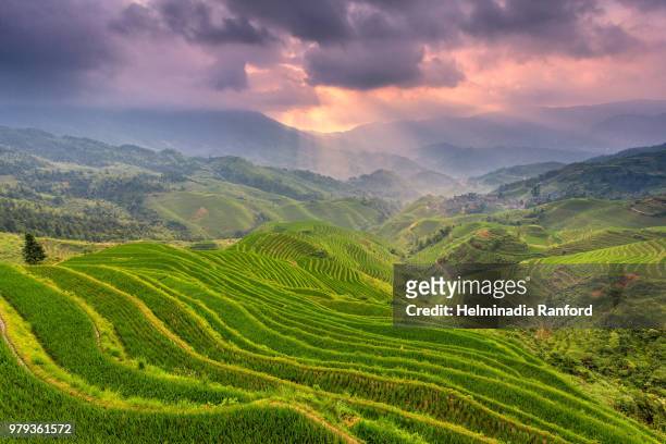 hill slope covered in terraced rice paddies, guilin, china - longsheng stock-fotos und bilder