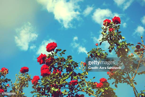 red roses and blue sky - rose bush stock pictures, royalty-free photos & images