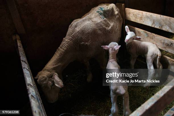 three sheep in pen - sheep pen stock pictures, royalty-free photos & images