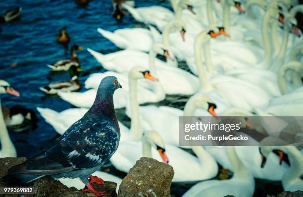 110 Blue Grouse Stock Photos and High-Res Images - Getty Images