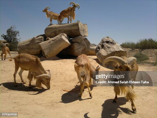 africano park zoo, egypt - africano stock pictures, royalty-free photos & images