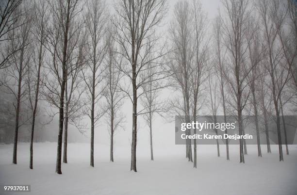trees in winter storm, switzerland - canton-de-vaud photos et images de collection