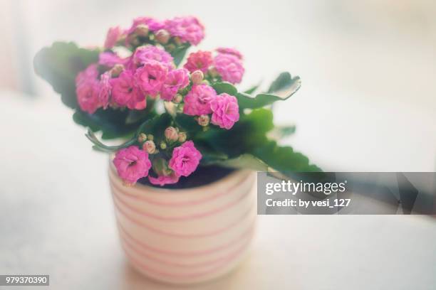 blooming kalanchoe plant - kalanchoe stock pictures, royalty-free photos & images