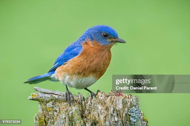 eastern bluebird (sialia sialis) perching on stump - eastern bluebird fotografías e imágenes de stock