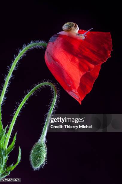 escargot coquelicot - coquelicot stock-fotos und bilder