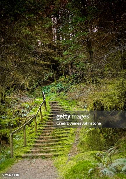 mossy steps in woods, new galloway, dumfries and galloway, scotland - dumfries and galloway 個照片及圖片檔