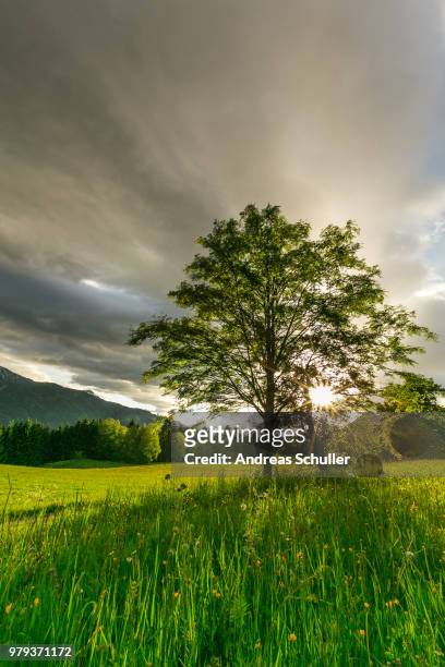 spring sunset - schnuller stock pictures, royalty-free photos & images