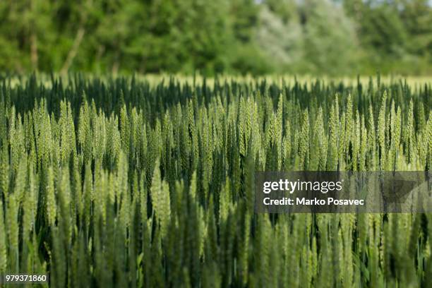 green field of wheat (triticum spp.) - spp stock pictures, royalty-free photos & images