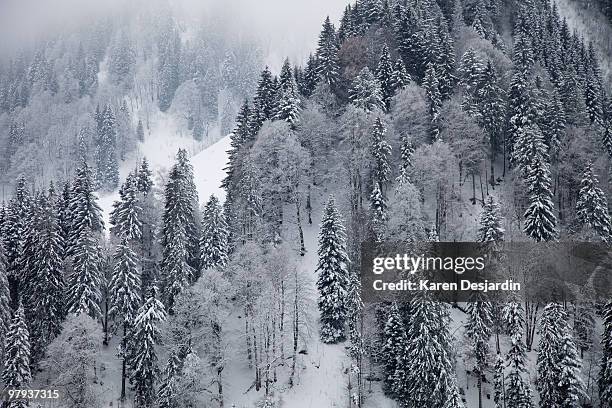 snow covered trees, canton fribourg, switzerland - fribourg canton stock pictures, royalty-free photos & images