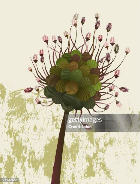 wild garlic flower - wild garlic stock illustrations