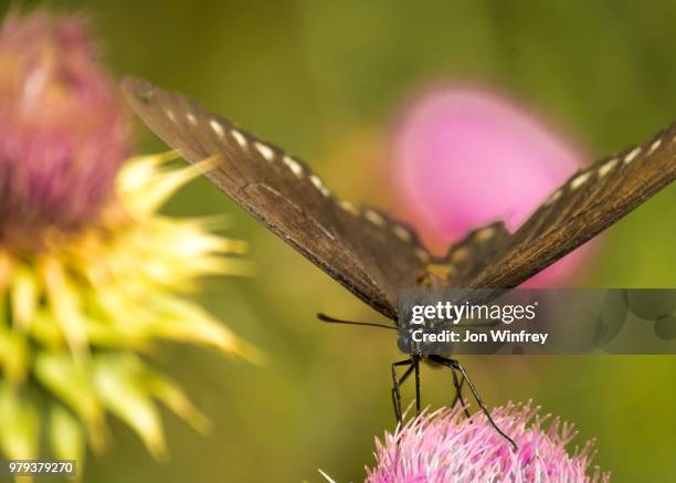 black swallowtail butterfly (papilio polyxenes) sitting on flower, texas, usa - black swallowtail butterfly stockfoto's en -beelden