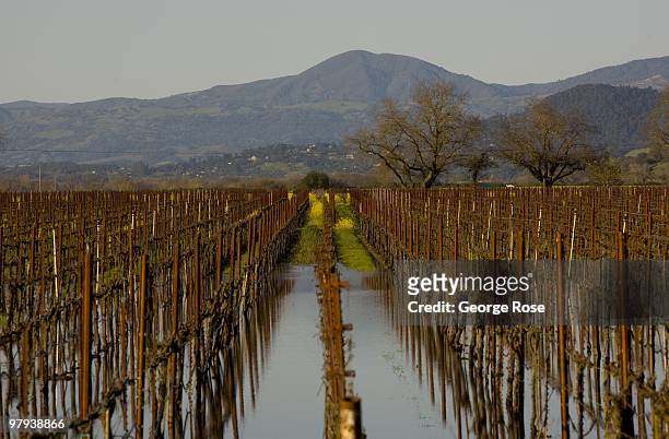 Spring arrives as the winter flood waters begin to recede as seen this 2010 Healdsburg, Russian River Valley, Sonoma County, California, vineyard...