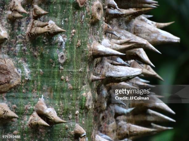 spike tree - tree with thorns on trunk stockfoto's en -beelden