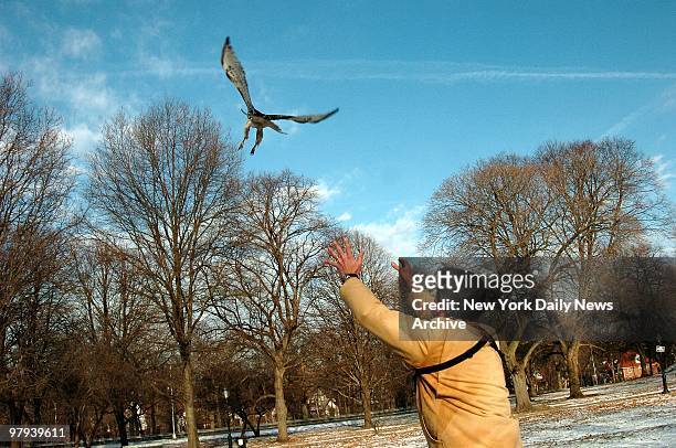 Christopher Nadareski, of the Department of Environmental Protection, releases a red-tailed hawk called Pier-re in Forest Park, Queens. Last week,...