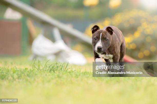 staffordshire bull terrier puppy walking, rome, italy - staffordshire bull terrier bildbanksfoton och bilder