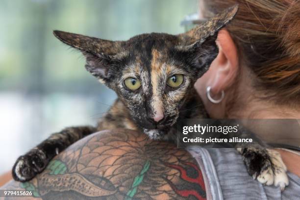 June 2018, Germany, Erfurt: An Oriental Shorthair cat sits on a shoulder at the International and National Pedrigee Dogs Show as well as the...