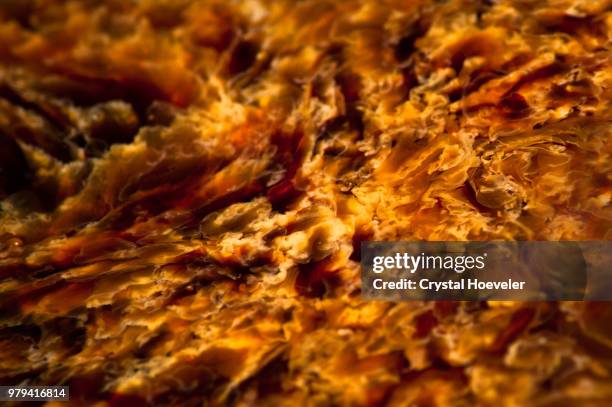jellyfish tentacles - crystal jellyfish stock pictures, royalty-free photos & images
