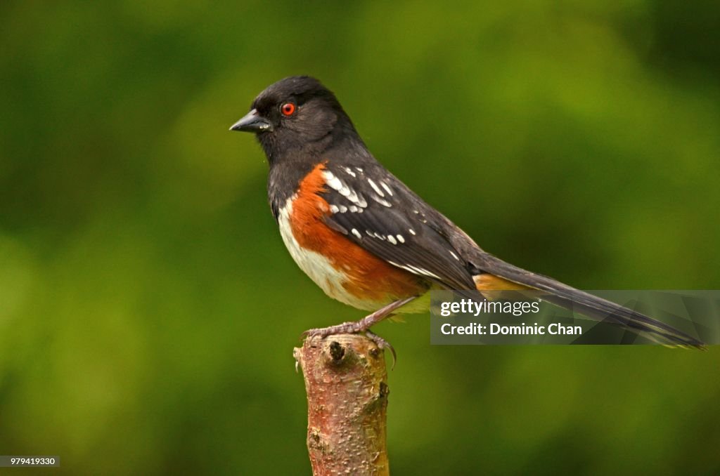 Bird High-Res Stock Photo - Getty Images