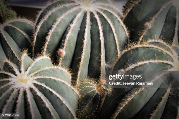 echinocactus grusonll - kew gardens - echinocactus stock pictures, royalty-free photos & images