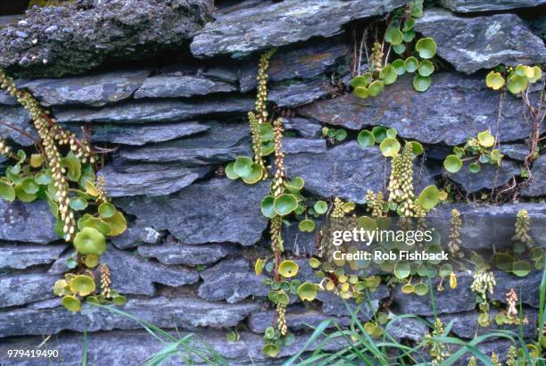 slate rock wall garden - slate rock stock-fotos und bilder