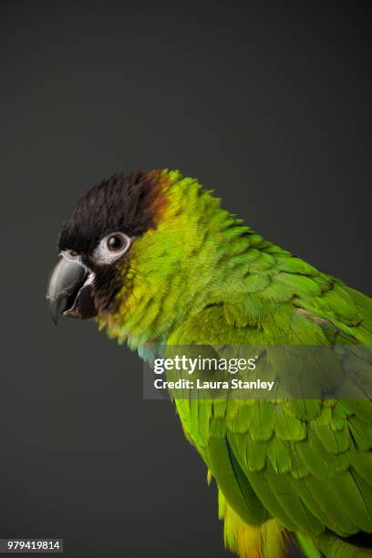 382 Merlin (Bird) Stock Photos, High-Res Pictures, and Images - Getty ...