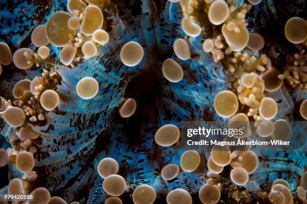 anemone - streptococcus lactis cremoris photos et images de collection