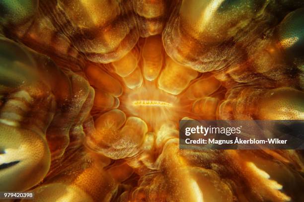 inside the anemone - ambon stock pictures, royalty-free photos & images