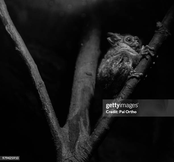 bush baby - bush baby stock pictures, royalty-free photos & images