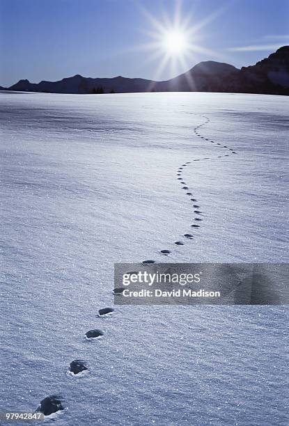 ptarmigan tracks in the snow. - impronta-de-animal fotografías e imágenes de stock