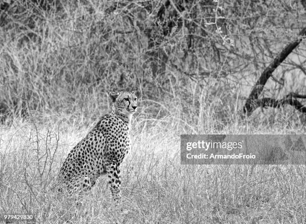 cheetah (acinonyx jubatus), kruger national park, republic of south africa - animal pattern stock pictures, royalty-free photos & images