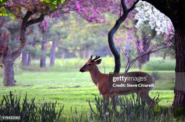 Blue Spring Buck 2,597 Spring Buck Stock Photos, High-Res Pictures, and Images - Getty ...