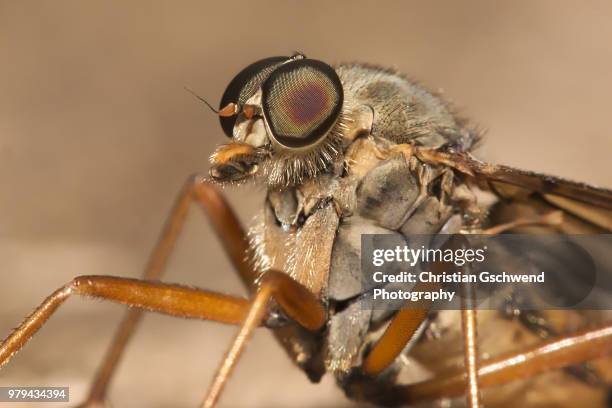 schnepfenfliege ( rhagio scolopaceus ) gesicht - gesicht stock pictures, royalty-free photos & images