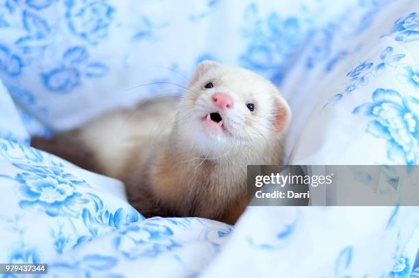 ferret - mustela putorius furo stock pictures, royalty-free photos & images