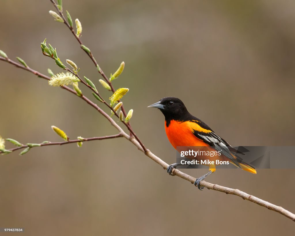 Baltimore Oriole